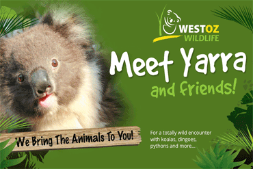 Westoz Wildlife Displays