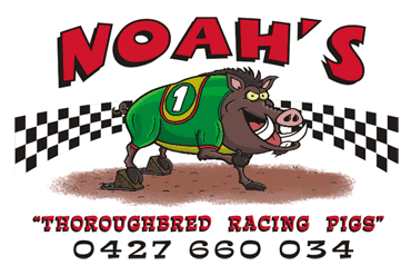 Noahs Racing Pigs